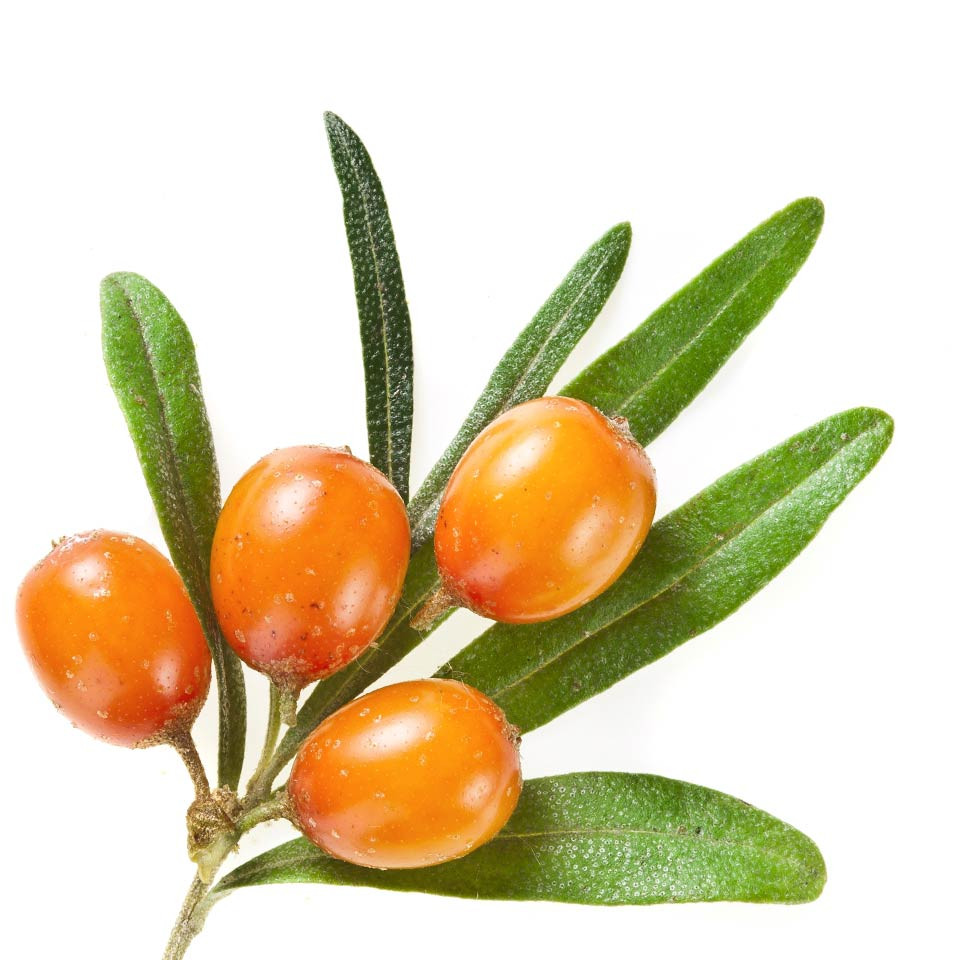 Rakytník řešetlákový